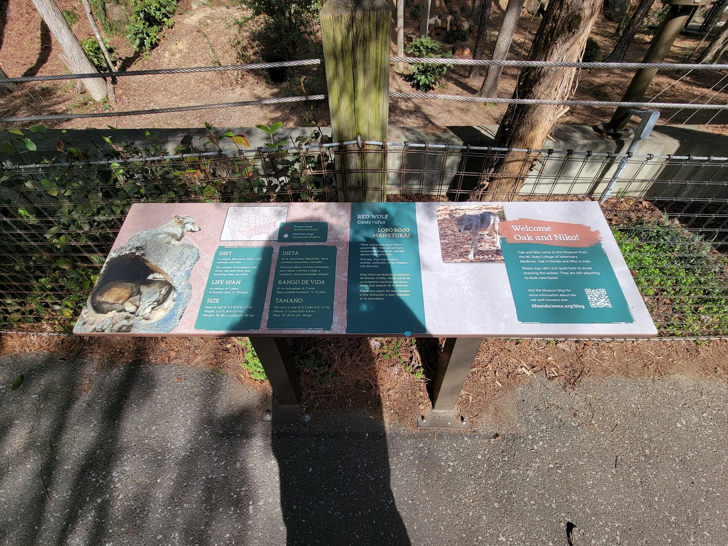 Museum of Life+Science - Red wolves