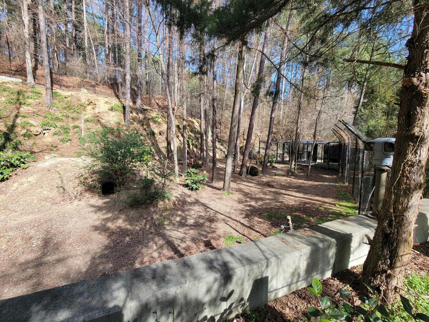 Museum of Life+Science - Red wolves