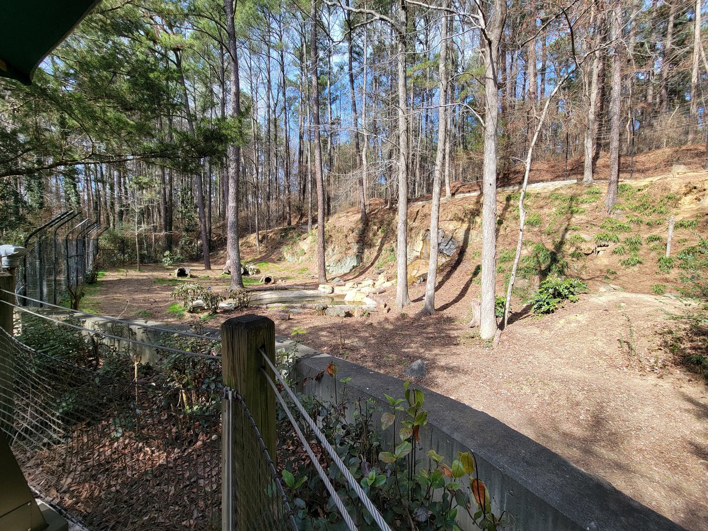 Museum of Life+Science - Red wolves