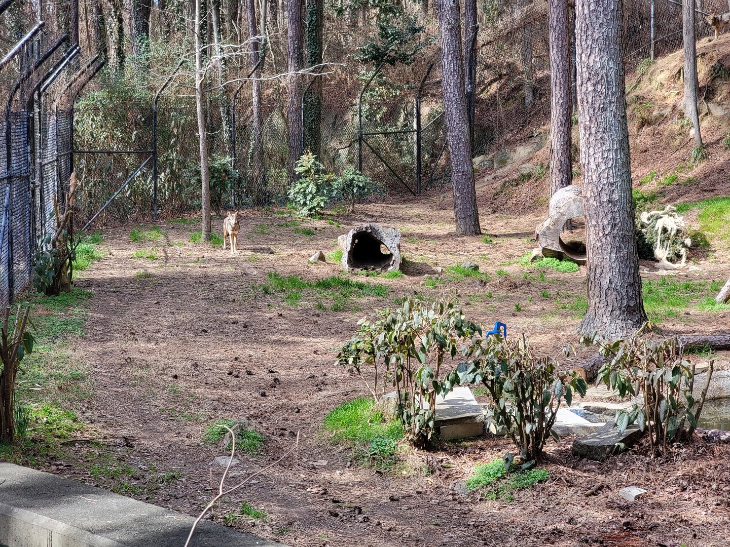 Museum of Life+Science - Red wolves