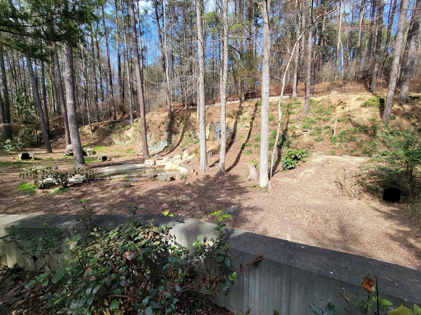 Museum of Life+Science - Red wolves