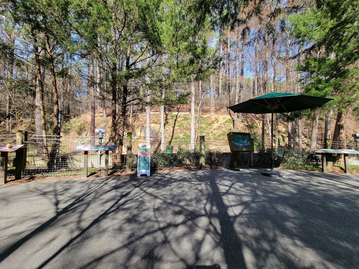 Museum of Life+Science - Red wolves