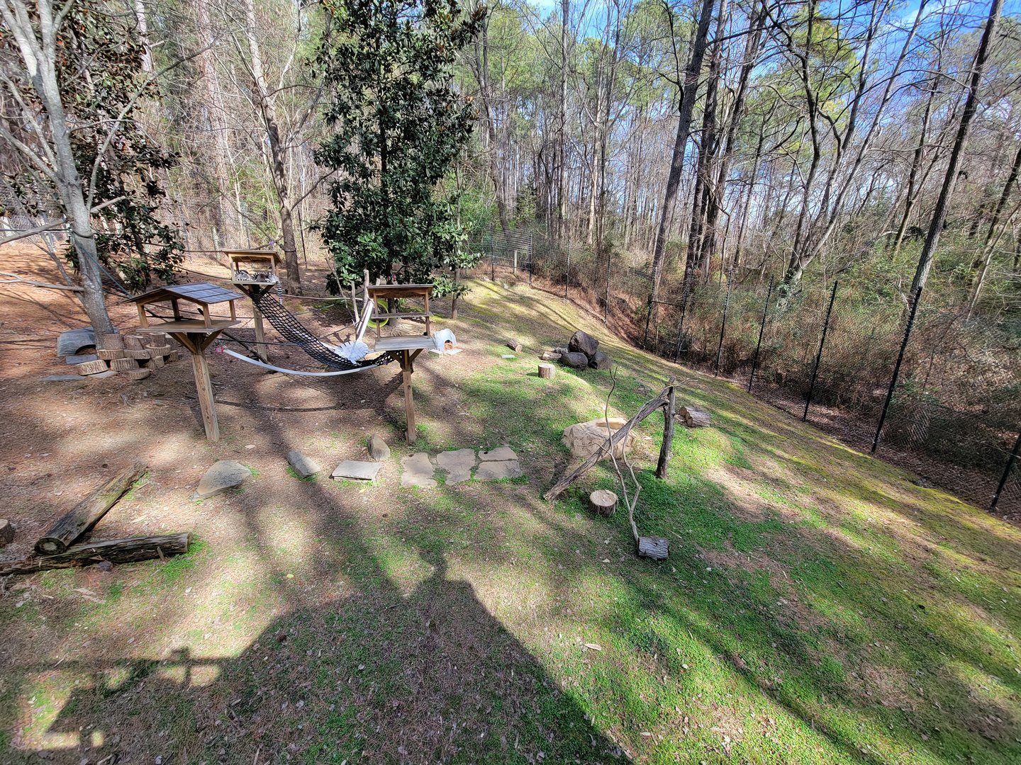 Museum of Life+Science - Ring-tailed lemurs and radiated tortoises
