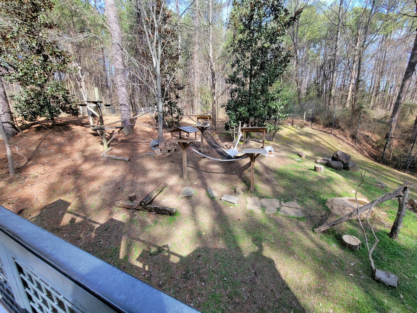 Museum of Life+Science - Ring-tailed lemurs and radiated tortoises