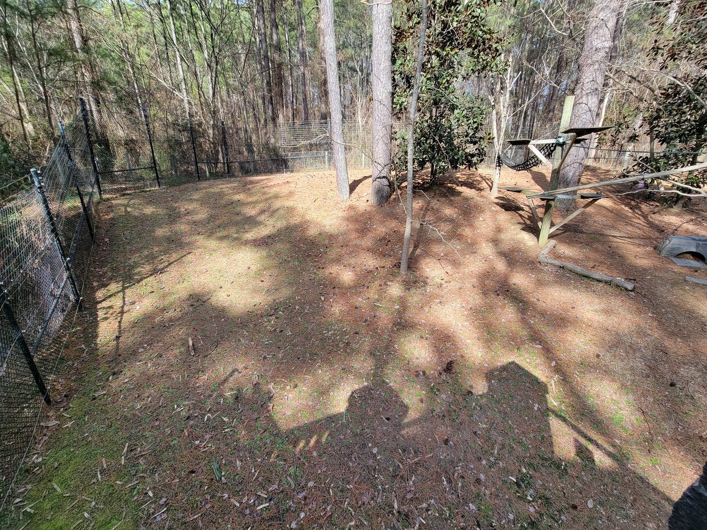 Museum of Life+Science - Ring-tailed lemurs and radiated tortoises