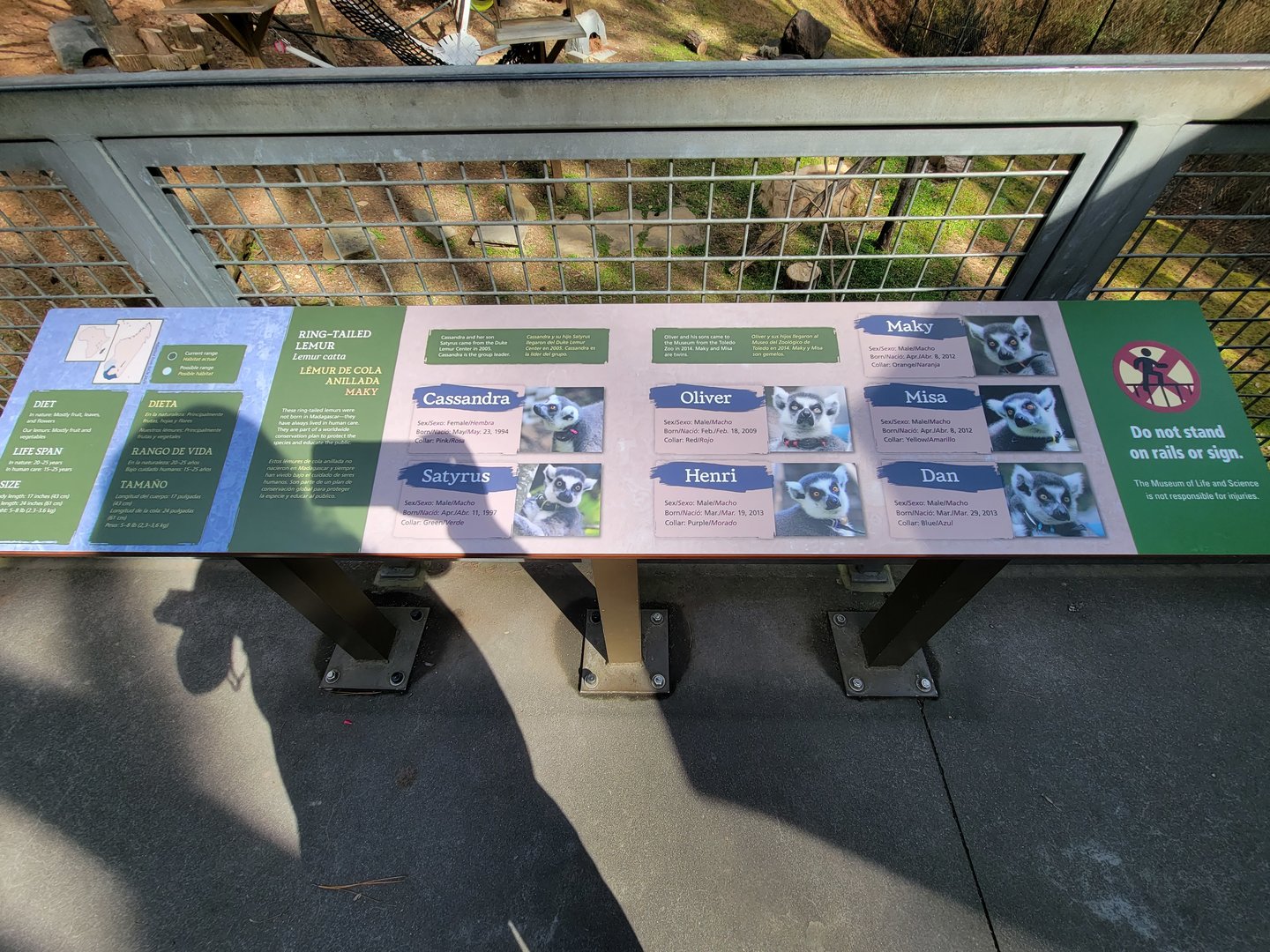 Museum of Life+Science - Their current lemurs