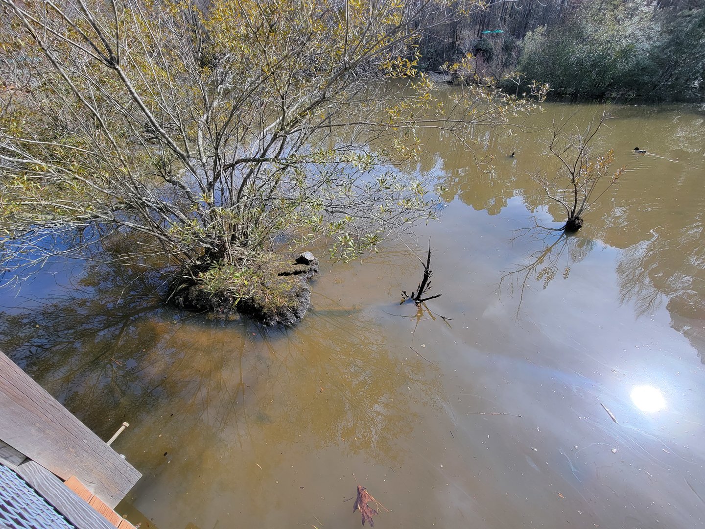 Museum of Life+Science - Wetlands