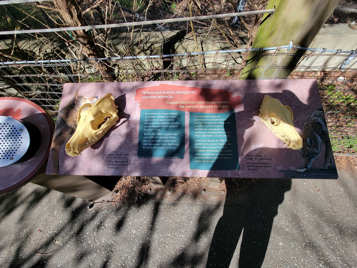 Museum of Life+Science - When red wolves disappear, coyotes move in