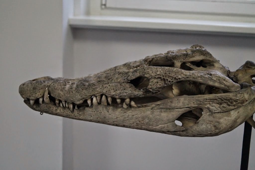 Museum of Natural History, University of Wrocław