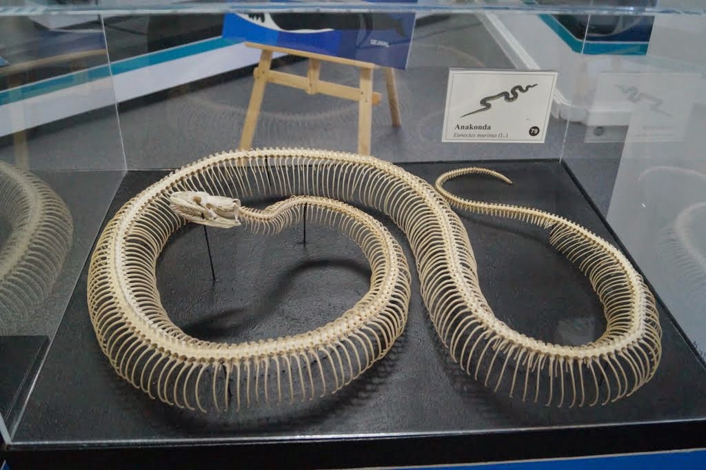 Museum of Natural History, University of Wrocław