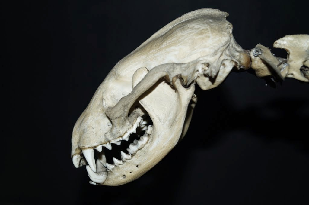 Museum of Natural History, University of Wrocław