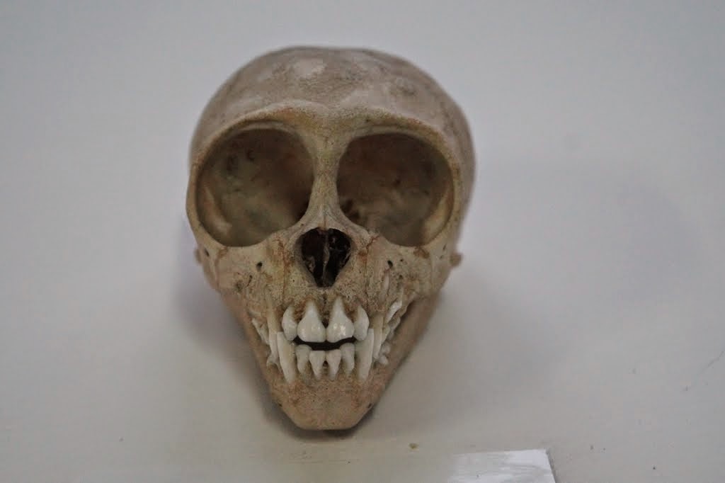 Museum of Natural History, University of Wrocław