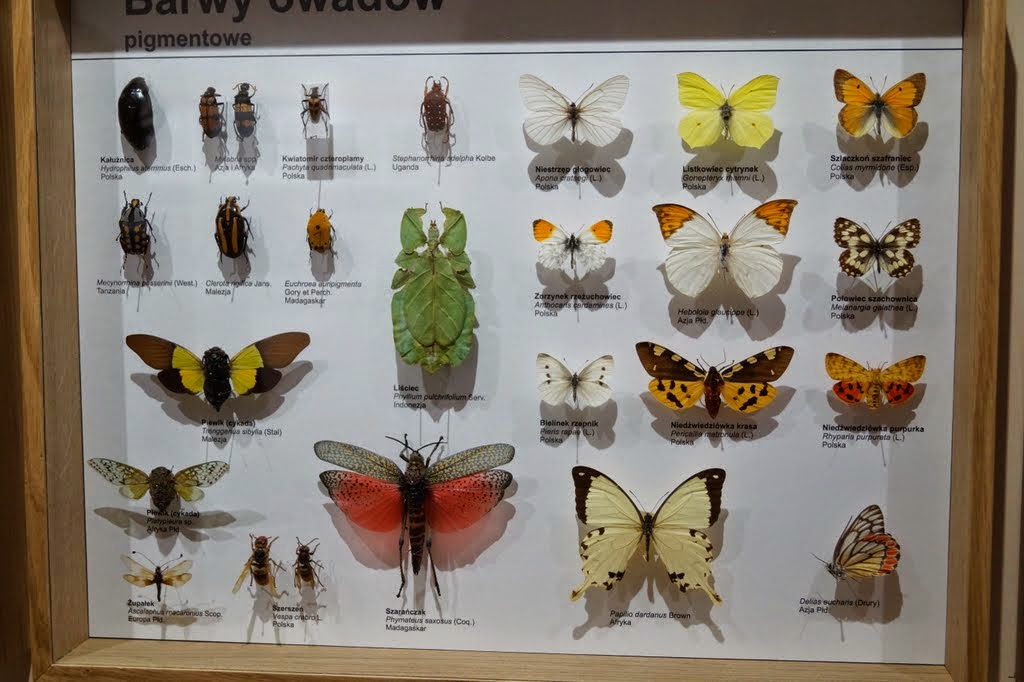 Museum of Natural History, University of Wrocław
