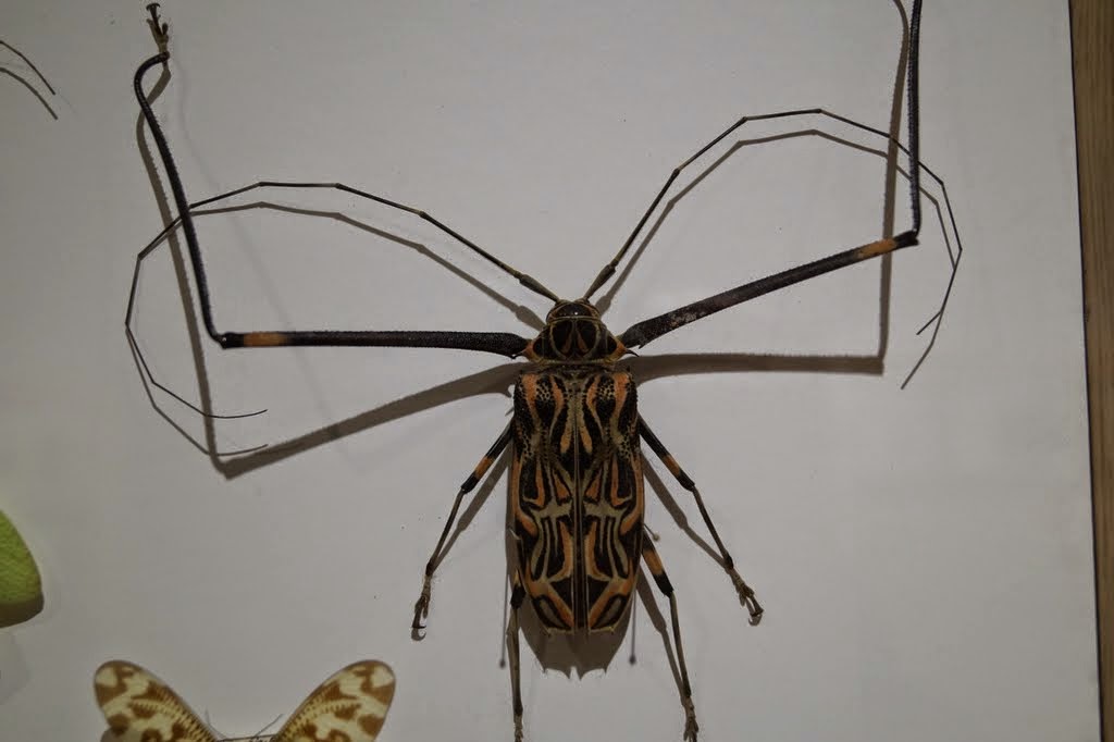 Museum of Natural History, University of Wrocław