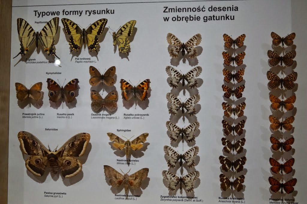 Museum of Natural History, University of Wrocław