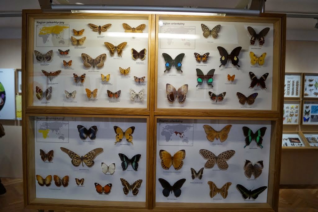 Museum of Natural History, University of Wrocław