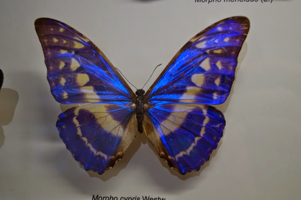 Museum of Natural History, University of Wrocław