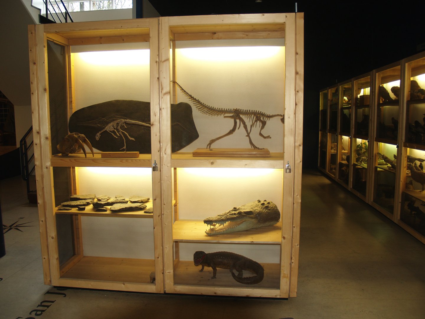 Museum part of the Africa House - Specimen cabinets, 2008-03-01