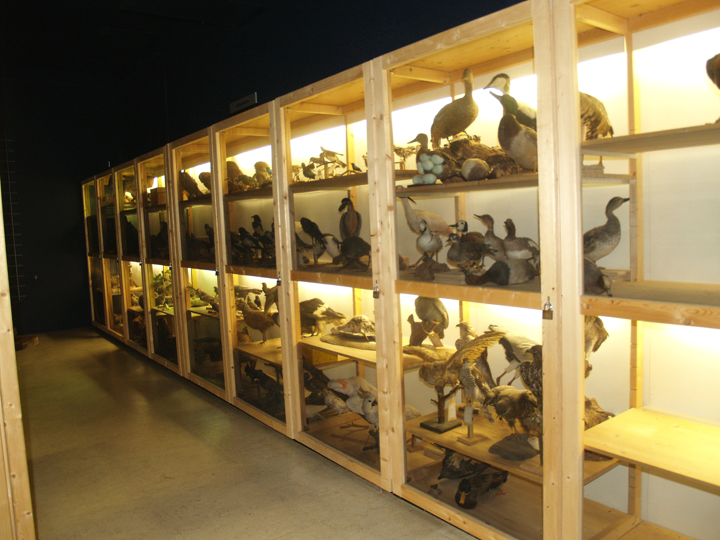 Museum part of the Africa House - Specimen cabinets, 2008-03-01