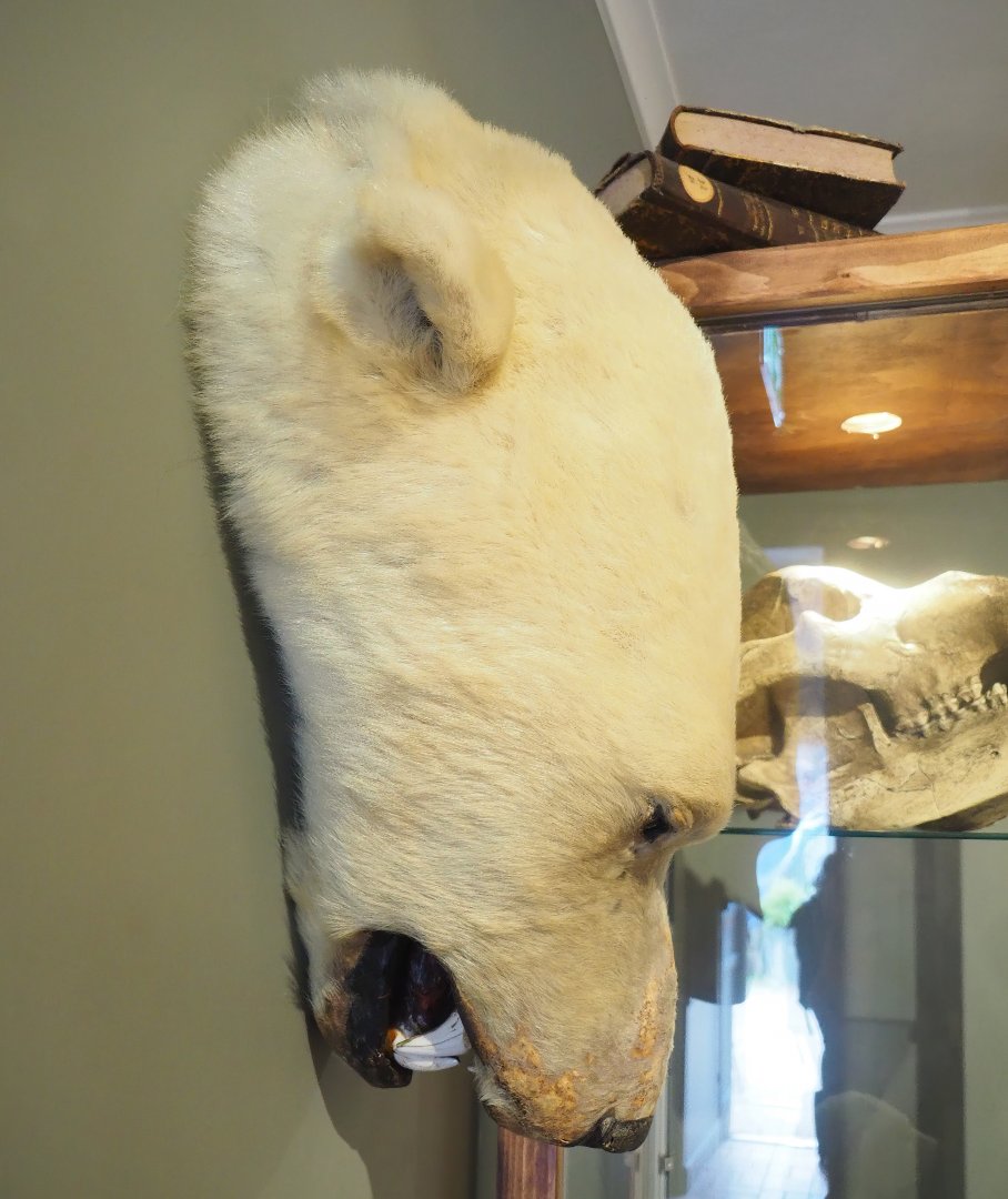 Museum - Polar bear head taxidermy, 2023-08-17