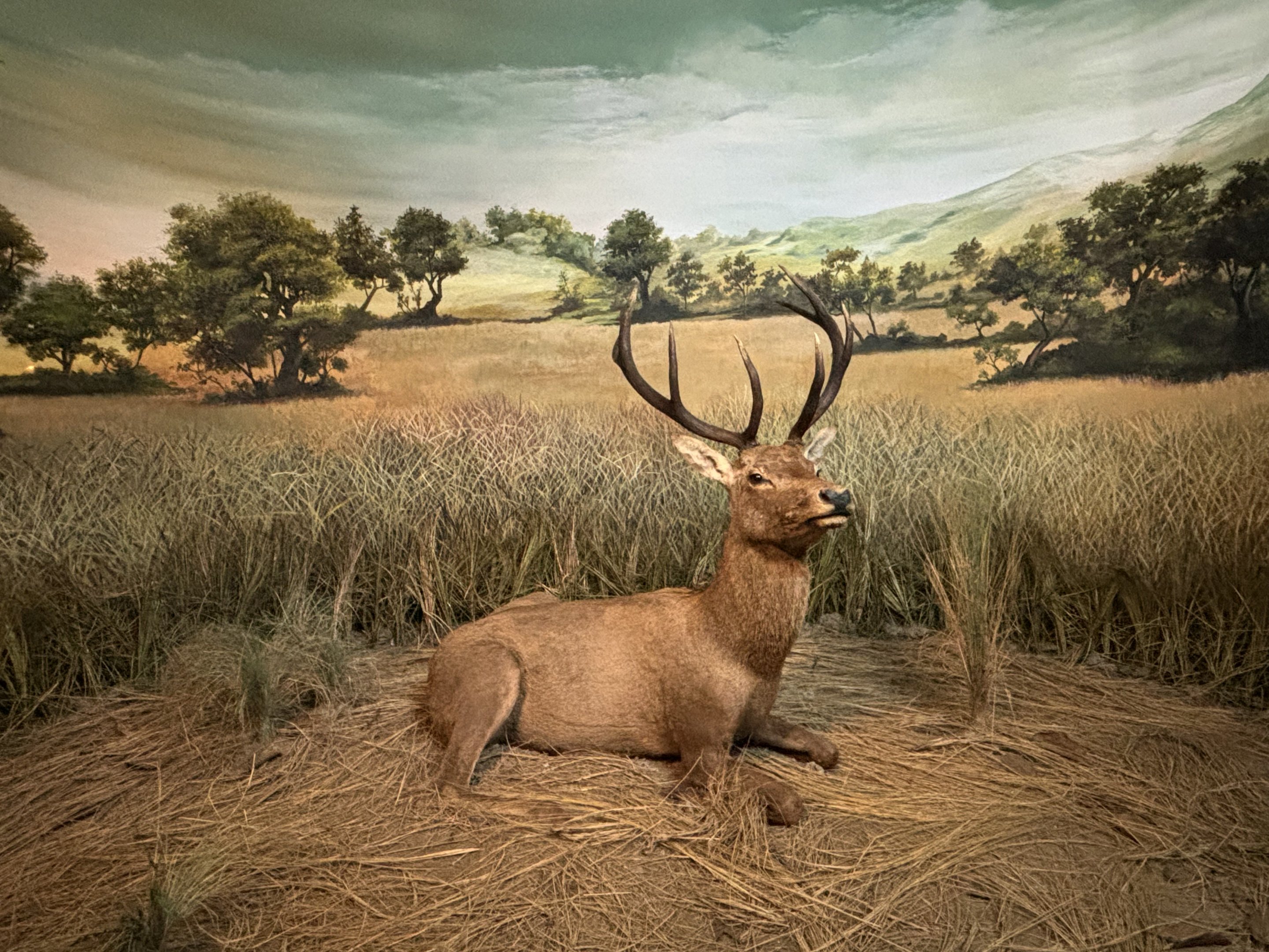 Museum - Red Deer