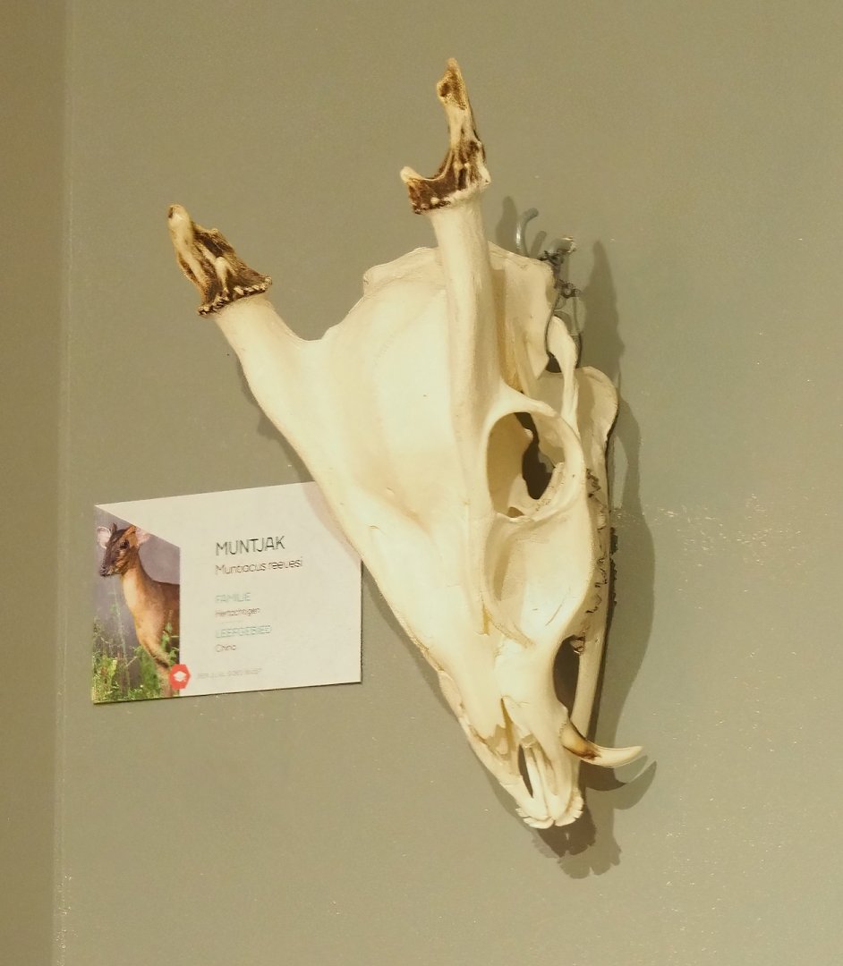 Museum - Reeves's muntjac skull, 2023-08-17