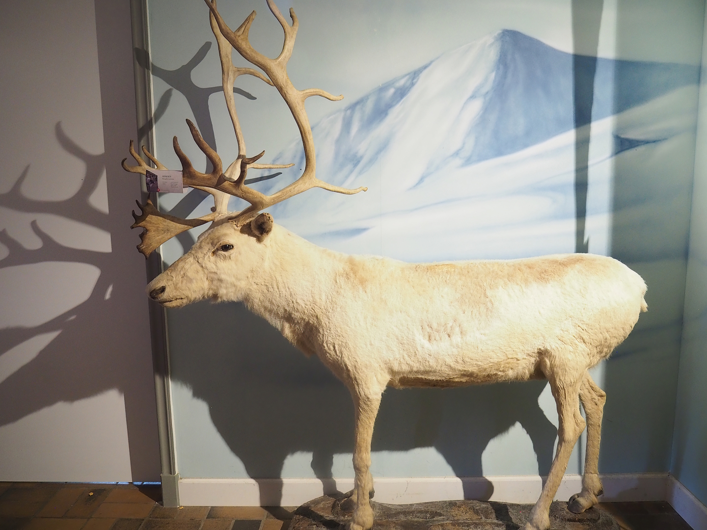 Museum - Reindeer bull taxidermy, 2023-08-17
