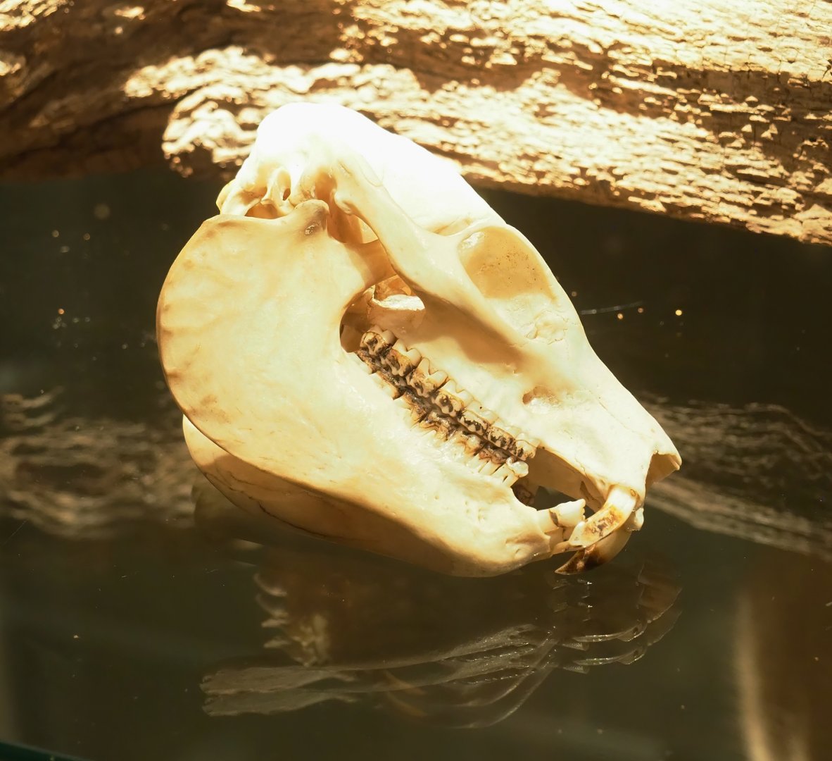 Museum - Rock hyrax skull, 2023-08-17