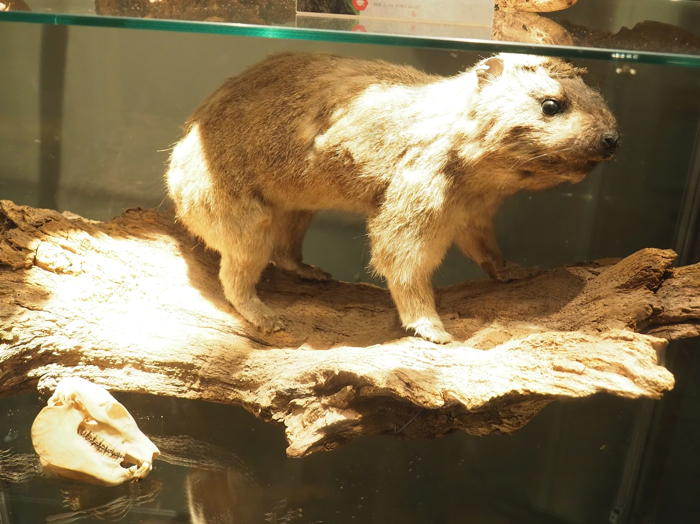 Museum - Rock hyrax taxidermy, 2023-08-17