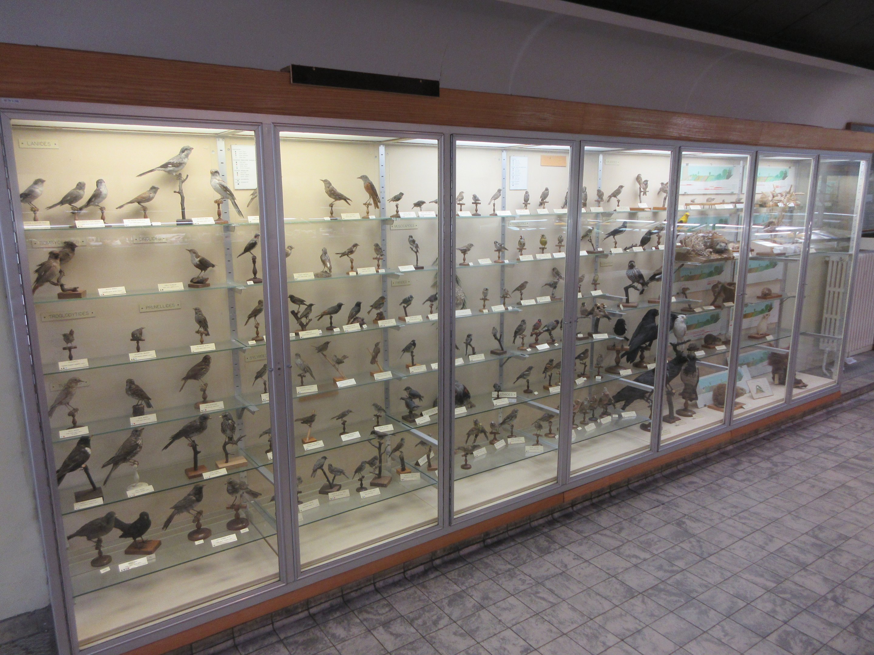 Museum - Small Birds