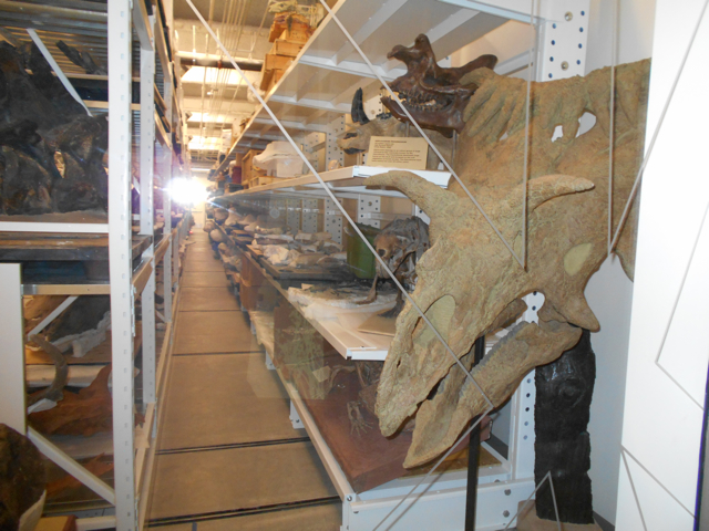 Museum storage visible to public