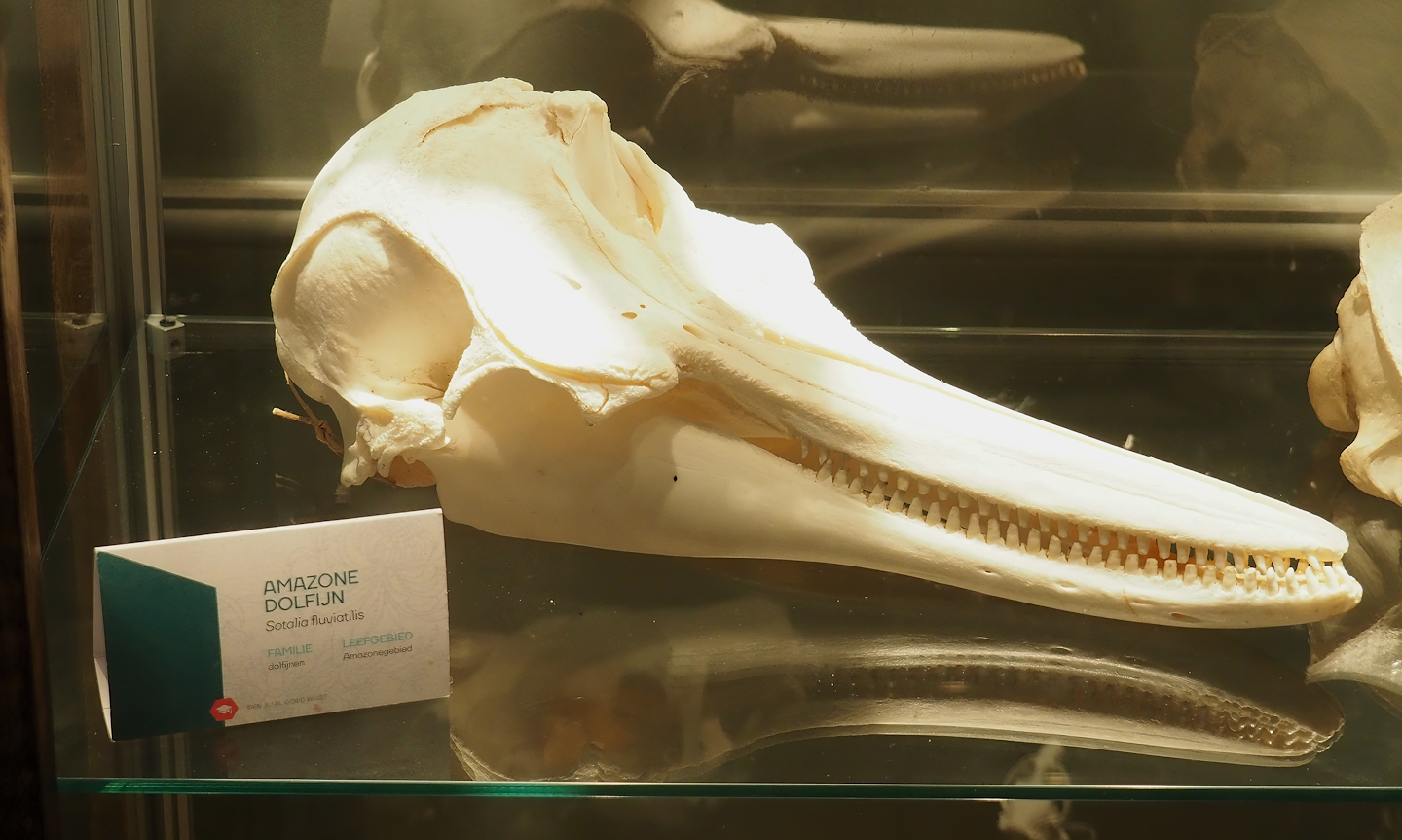 Museum - Tucuxi skull, 2023-08-17
