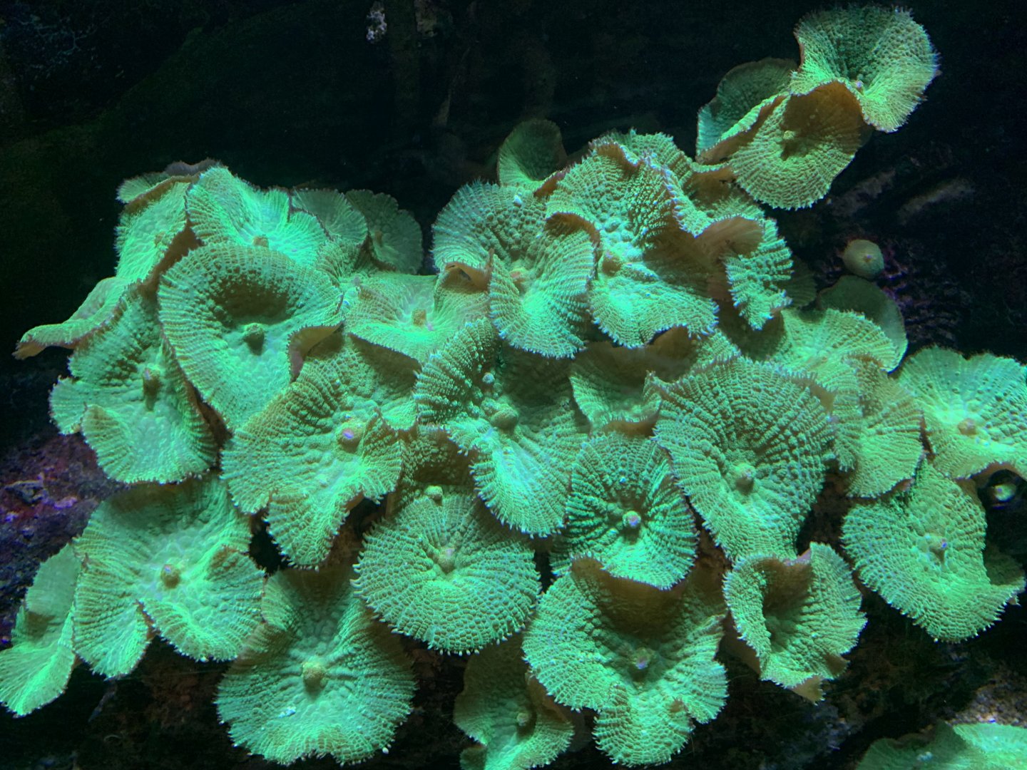 Mushroom coral