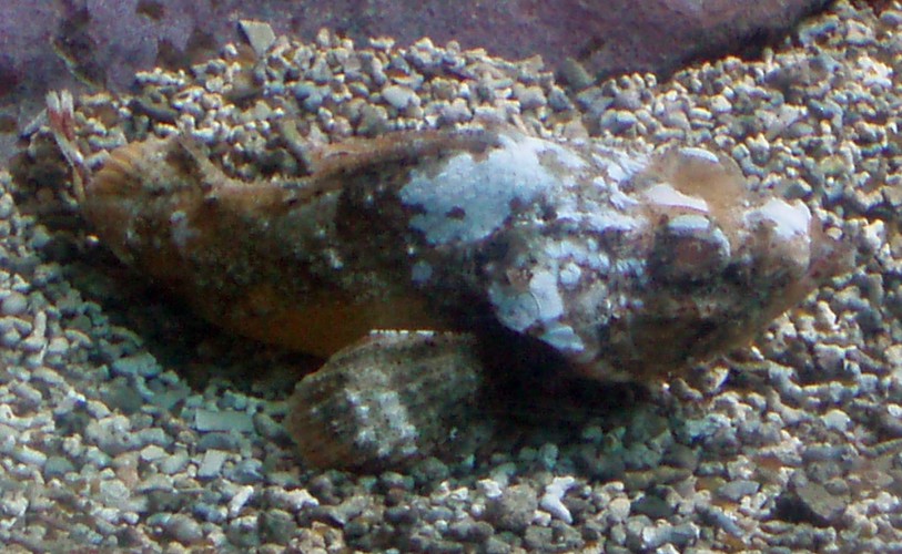 Mushroom Scorpionfish (Scorpaena inermis)
