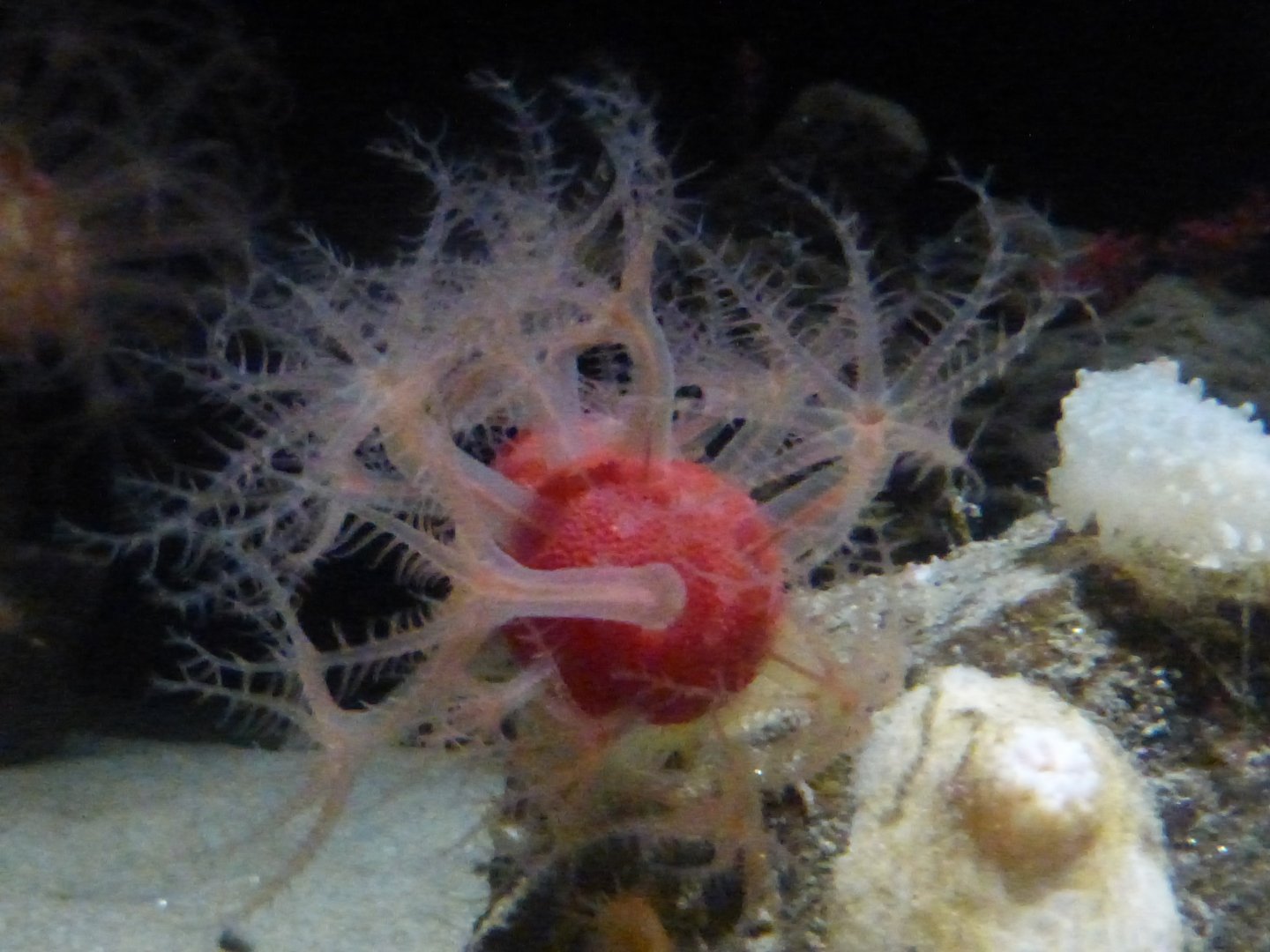 Mushroom soft coral