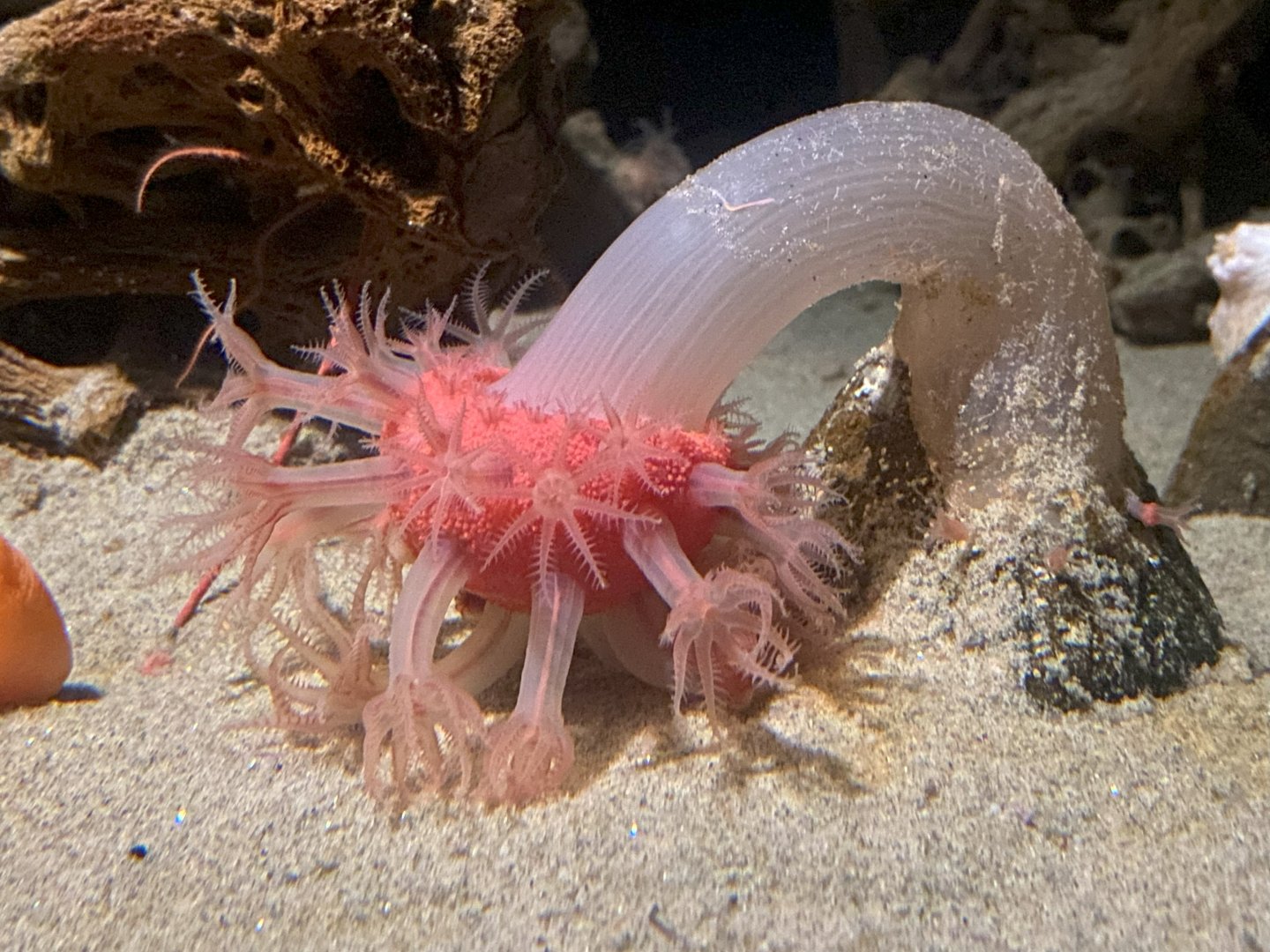 Mushroom soft coral