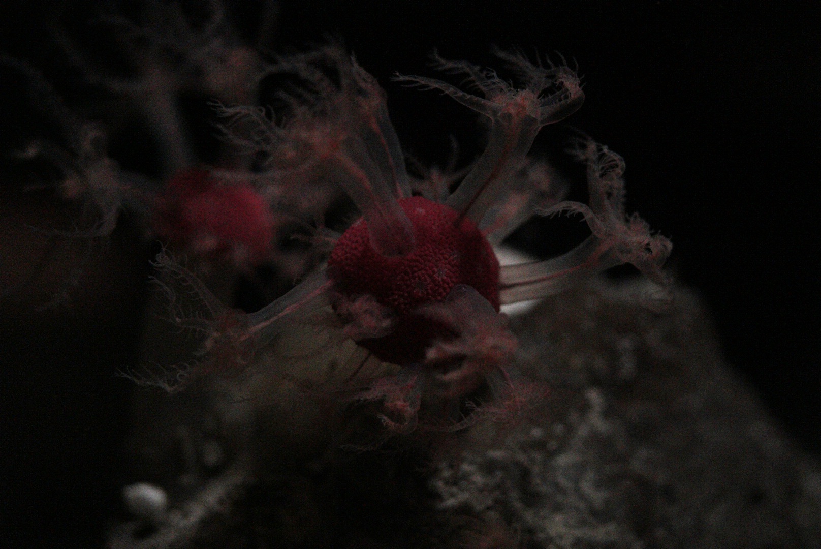 Mushroom Soft Corals (Anthomastus ritteri)