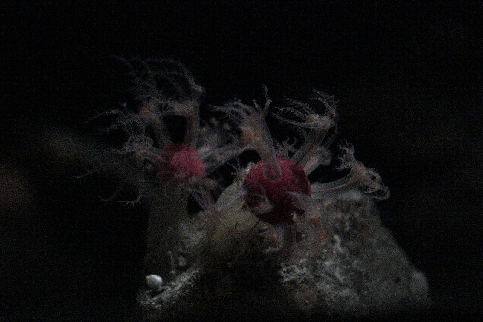 Mushroom Soft Corals (Anthomastus ritteri)