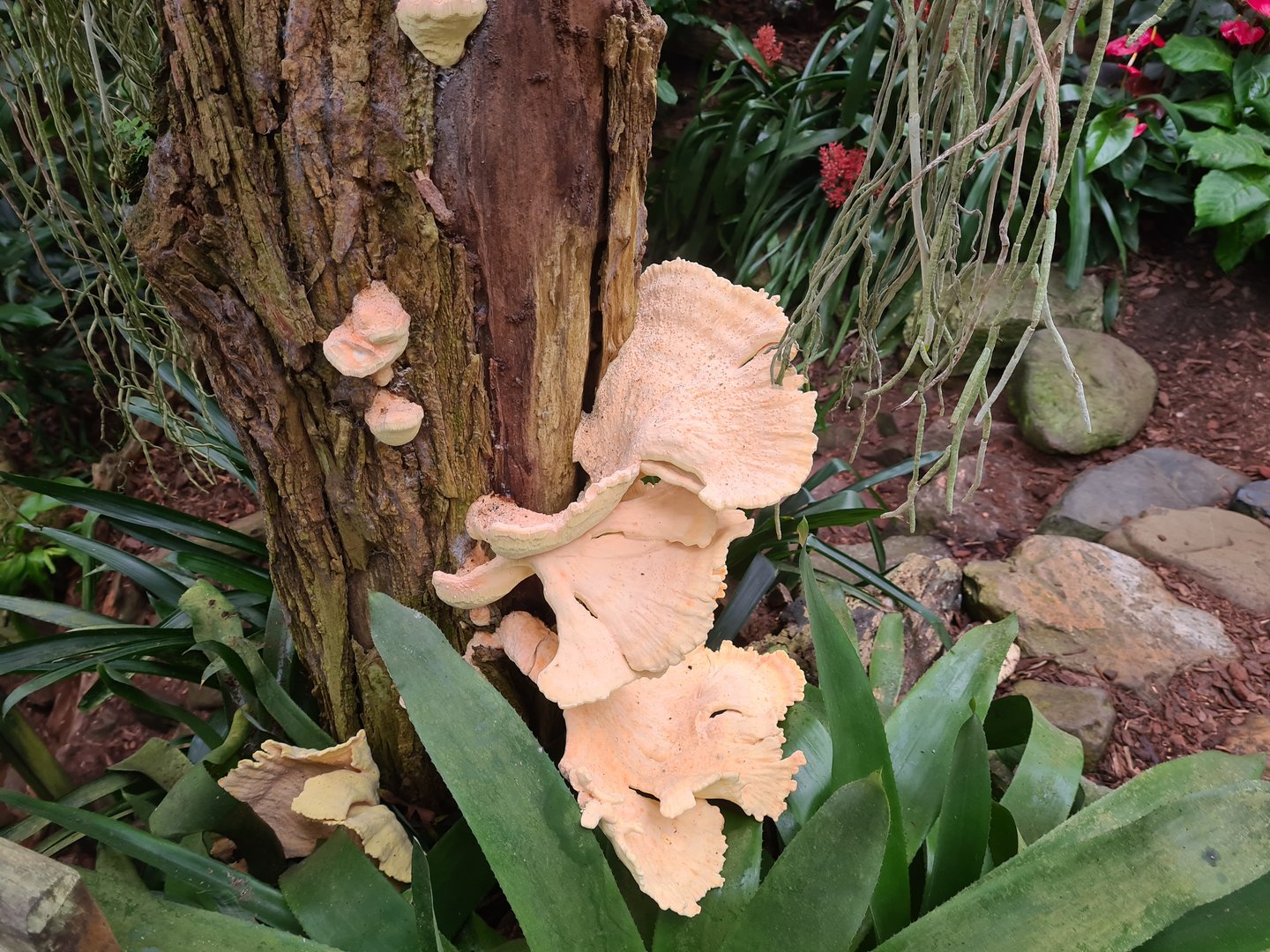 Mushrooms in "Amazon" hall