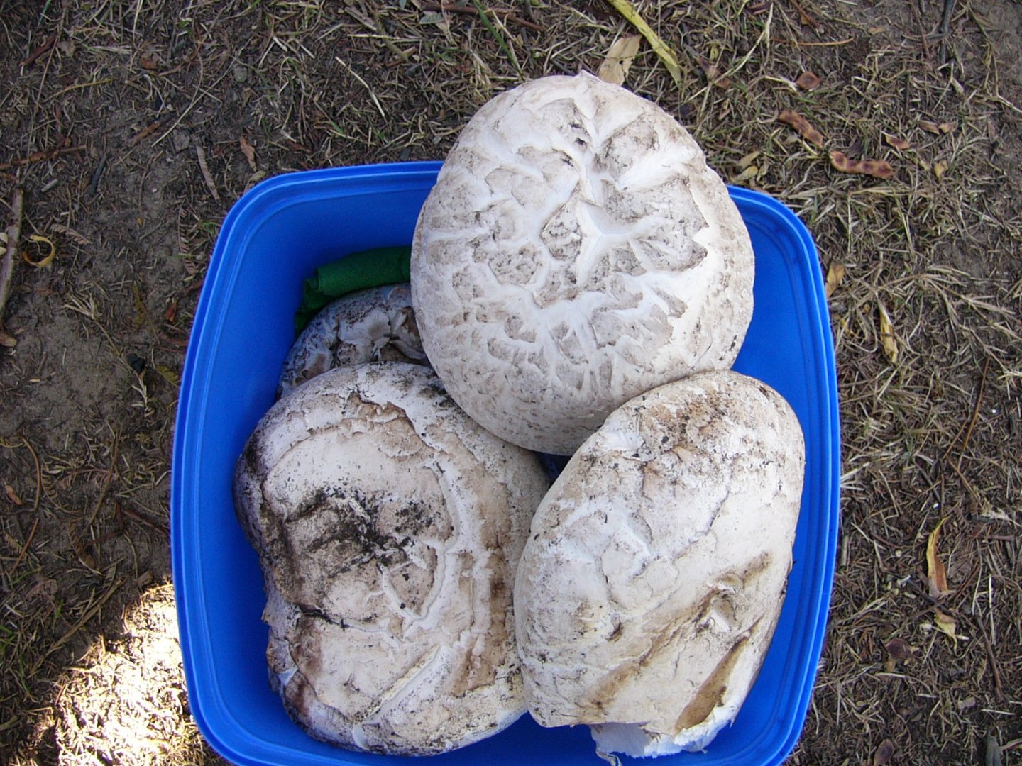 Mushrooms.  Tasmania
