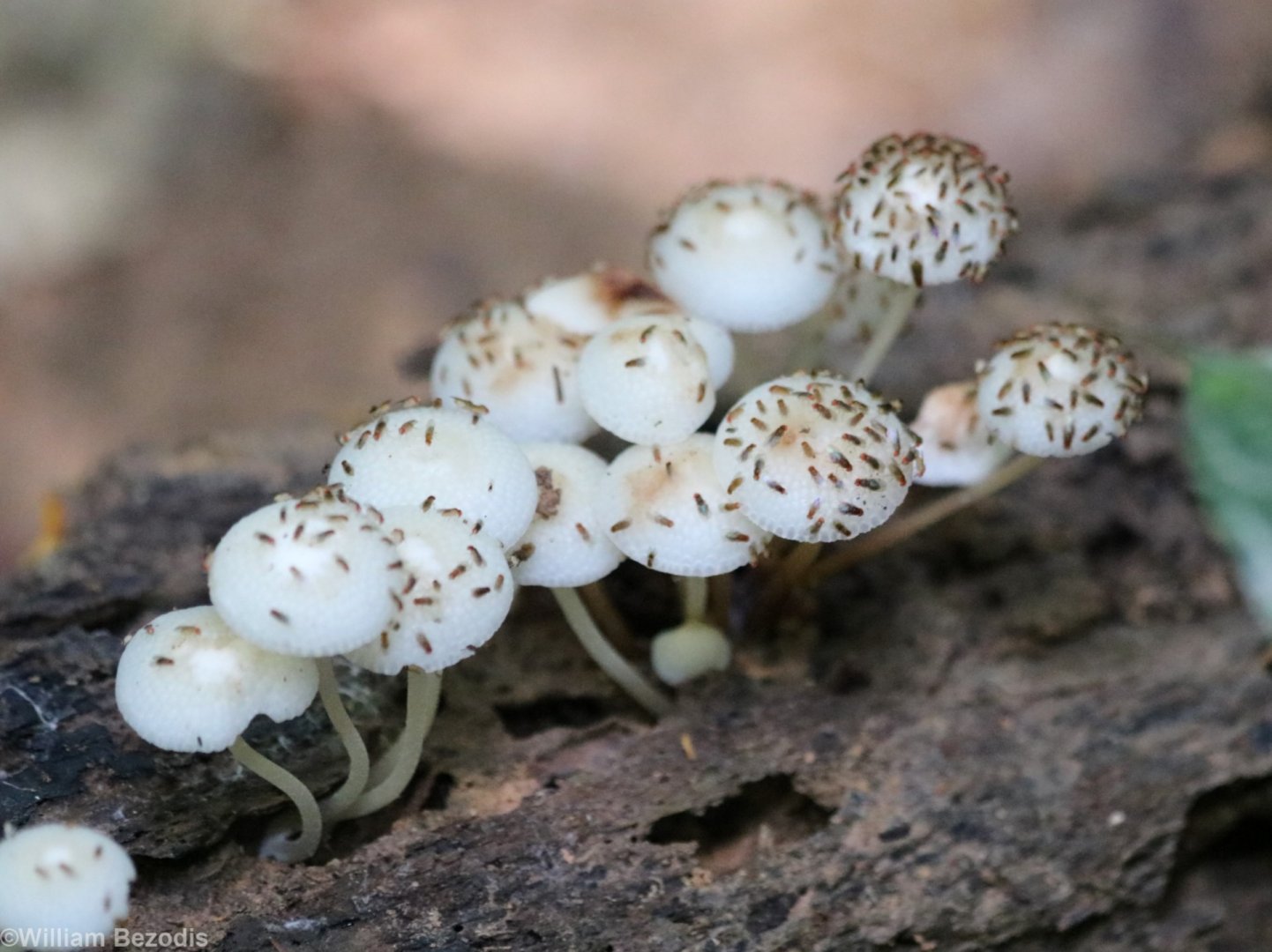 Mushrooms with Odd Flies - Taman Negara