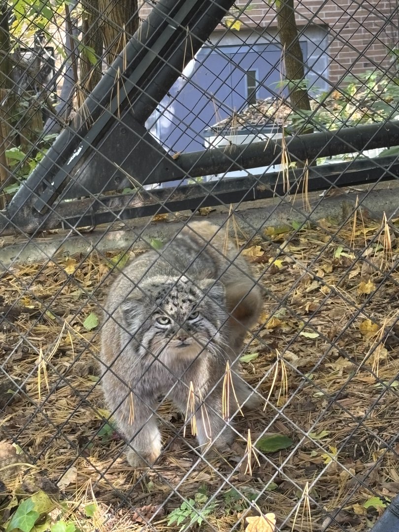 Mushu the Pallas Cat - Night Hunters