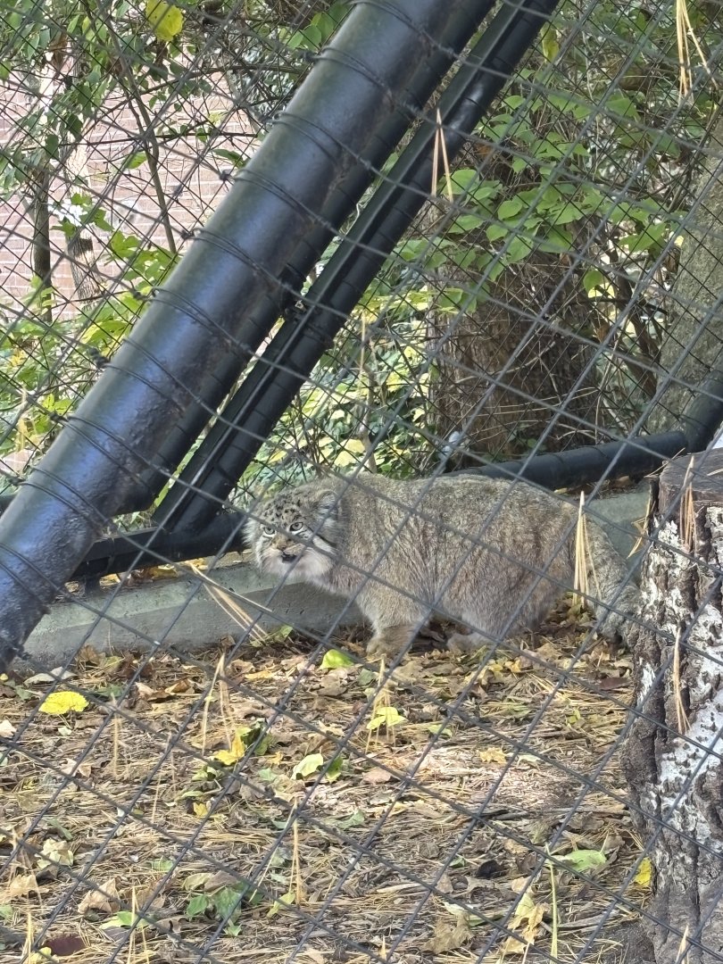 Mushu the Pallas Cat - Night Hunters