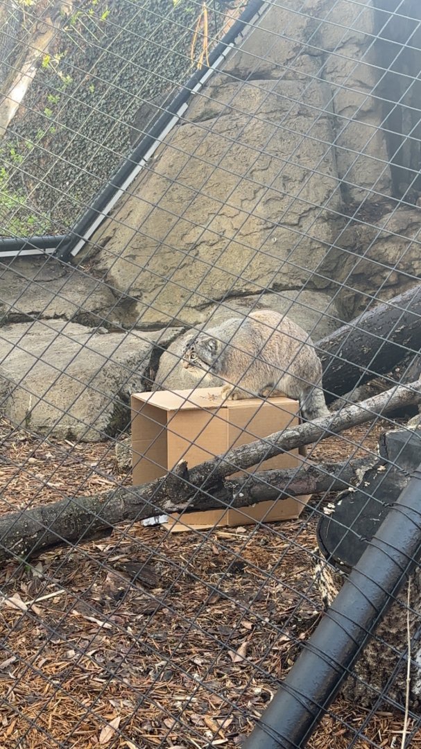 Mushu the Pallas Cat