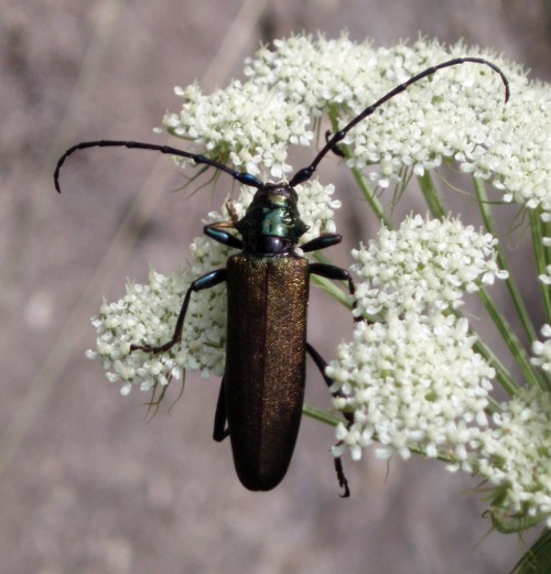 Musk Beetle (Aromia moschata)