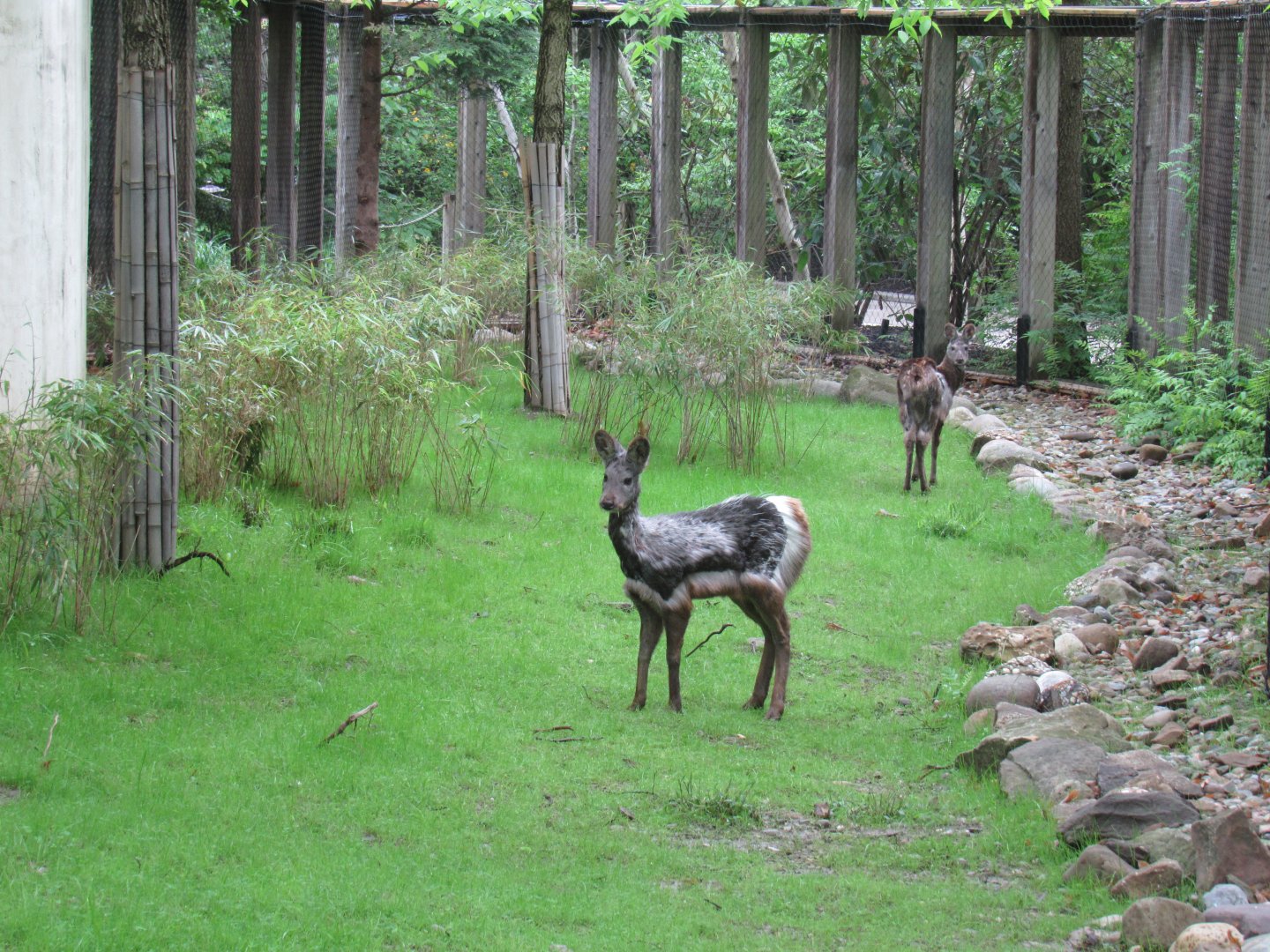 Musk Deer are on exhibit