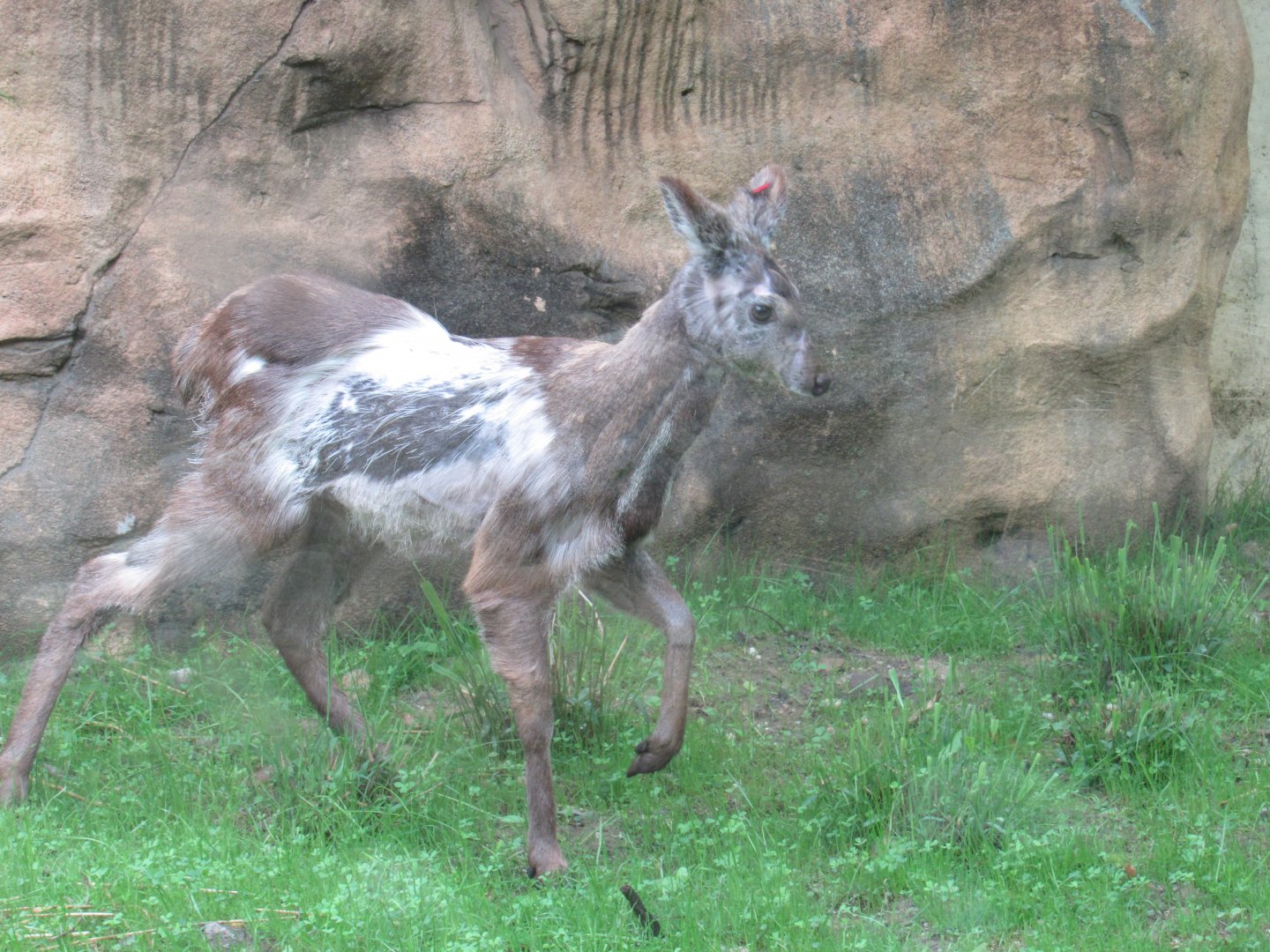 Musk Deer are on exhibit