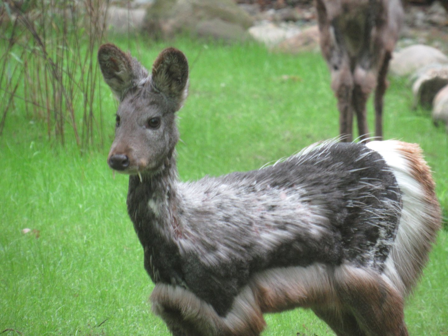 Musk Deer are on exhibit