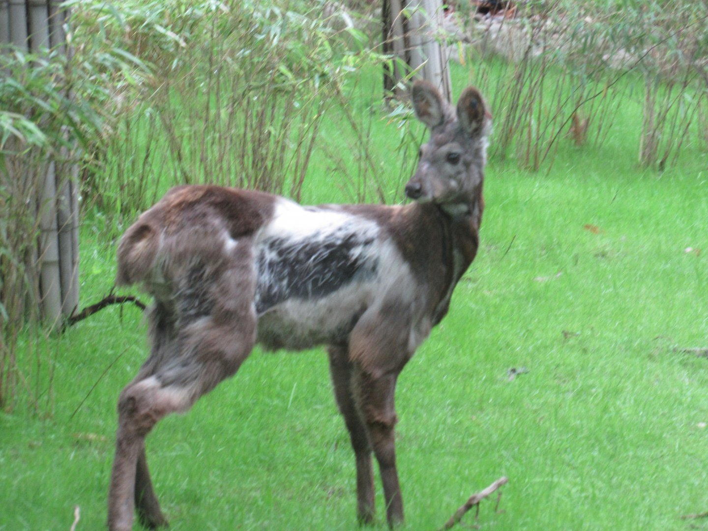 Musk Deer are on exhibit