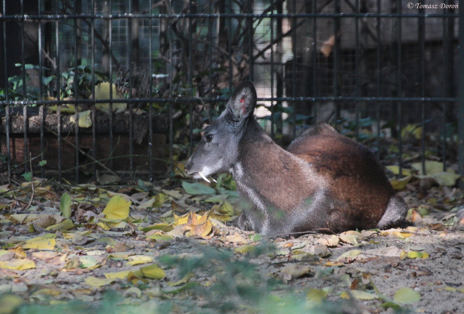 Musk Deer (Moschus moschiferus) male